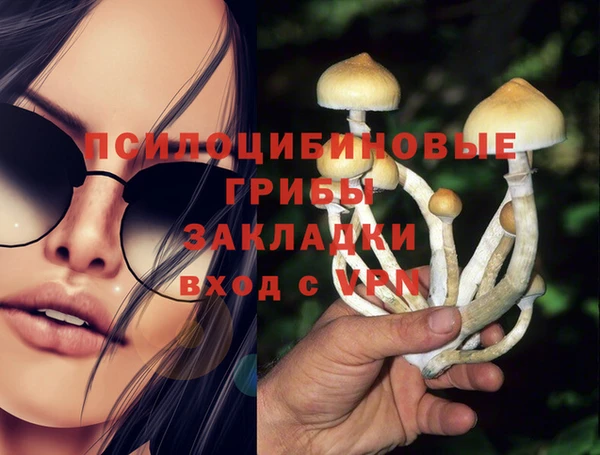 прущие грибы Магадан